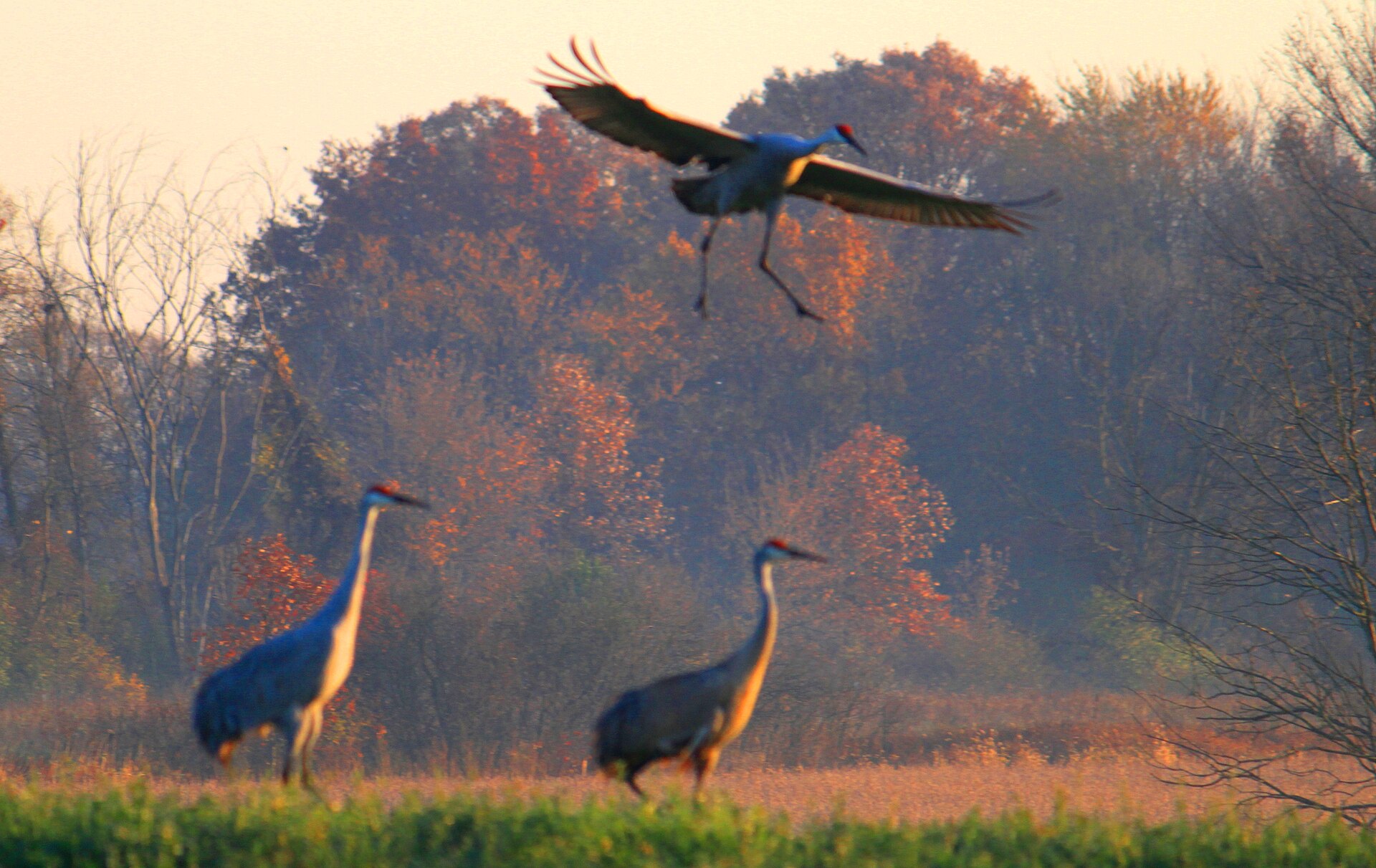 Birding on Michigan's Sunrise Coast — Tawas Point migrant trap.