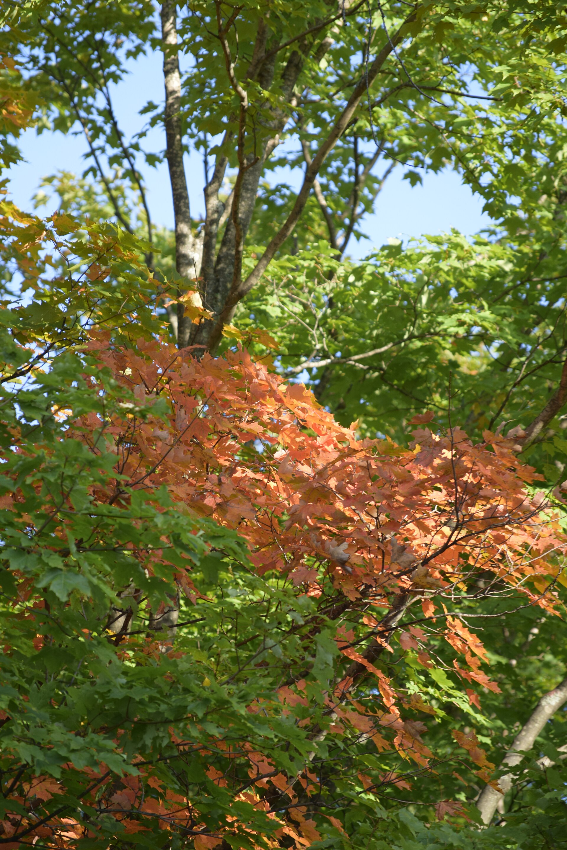 Fall color along Michigan's US-23 Heritage Route.