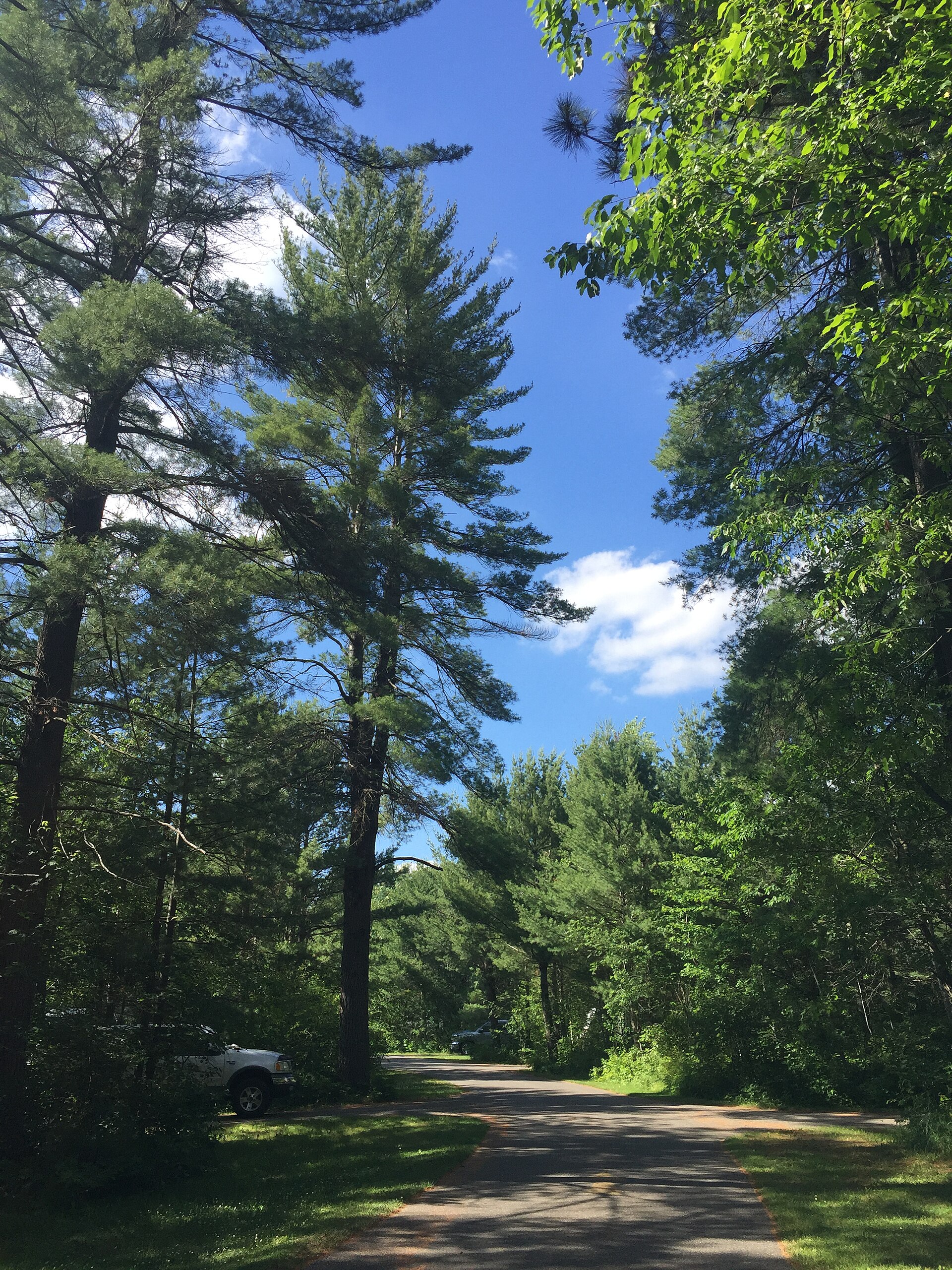 Campground at a Michigan state park.